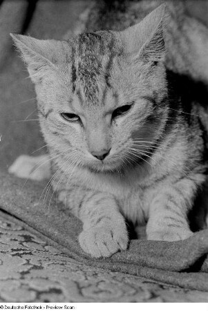 Katze