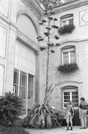 Botanischer Garten. Blüte der "Agave americana" am Eingang zum Botanischen Garten