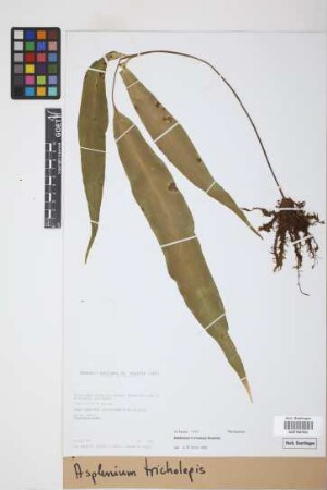 Asplenium tricholepis Rosenst.