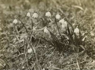 Märzenbecher (Leucojum vernum) im Polenztal
