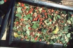 Fotografie: Erntetechnik, Erdbeeren, Obstbau