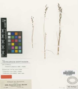 Eragrostis ovina (A.Rich.) Steud. [Isosyntype]