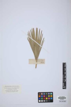 Chamaerops humilis L.