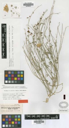 Colutea triphylla Bunge ex Boiss. [Isosyntype]