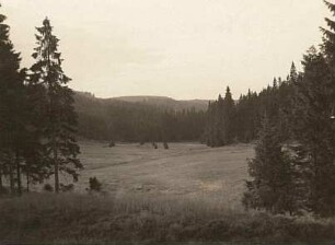 Erzgebirge. Waldtal des Heroldbaches am Großen Rammelsberg