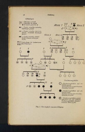 Fig. 3. Der einfache rezessive Erbgang
