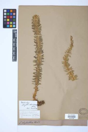 Phlegmariurus phyllanthus (Hook. & Arn.) Dixit