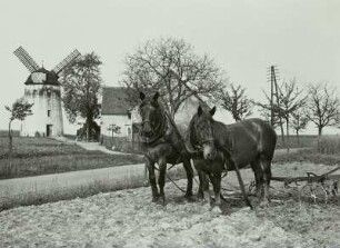 Großböhla, Pferdegespann mit Grubber vor einem Mühlengehöft mit Turmwindmühle