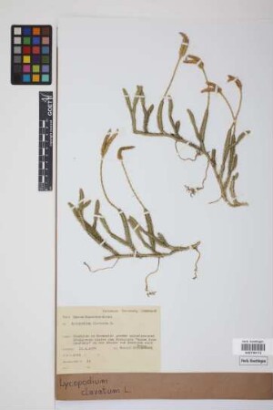 Lycopodium clavatum clavatum L.
