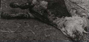 Geschlachtetes Rind, aus der Schlachthofserie