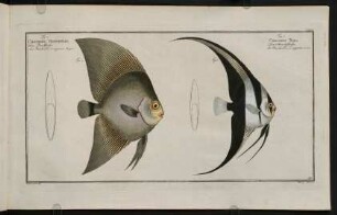 CXCIXr, Fig. 1.: Chaetodon Teira. Fig. 2.: Chaetodon Vespertilio