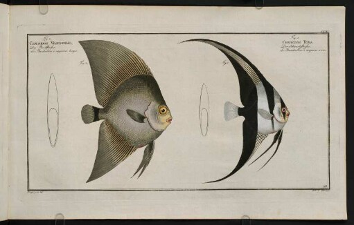 CXCIXr, Fig. 1.: Chaetodon Teira. Fig. 2.: Chaetodon Vespertilio