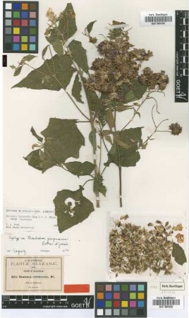 Montanoa arborescens DC.