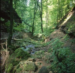 Naturpark Neckartal-Odenwald. Wolfschlucht oder auch Wolfsschlucht genannt