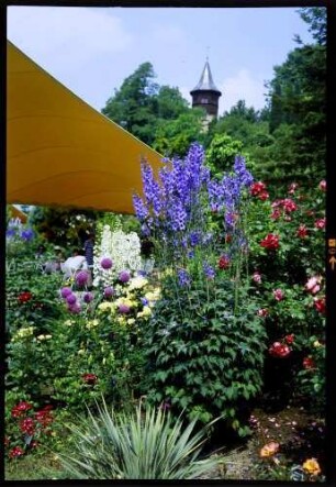 Insel Mainau: Rosen unter gelben Zelt