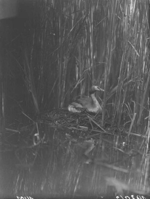Haubentaucher : Haubentaucher (Podiceps cristatus) beim Brüten