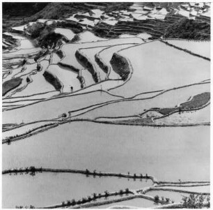 Reisterrassen von Kiltepan (Philippinen)
