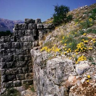 Theater, Dodona : Dodona. Theater. 3. Jh. v. Chr. Stützmauern und Herbst-Goldbecher (Sternbergia lutea)