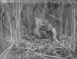 Große Rohrdommel : Rohrdommel (Botaurus stellaris Linnaeus), Jungvogel im Nest in Abwehrstellung.