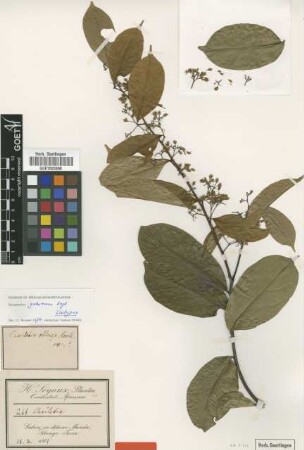 Chailletia oblonga Hook.f. ex Benth. var. Not on Sheet Not on Sheet