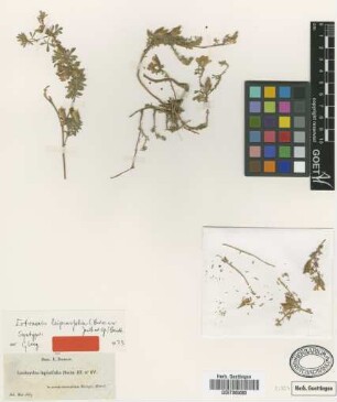 Leobordea lupinifolia Boiss. ex Jaub. & Spach [syntype]