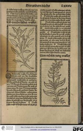 Orecht salbei wasser. Von den kriechen elifagus und von den arabischen gelifagus genant und in latin salvia und zuÂ° tütsch orecht salbei oder odel salbei.