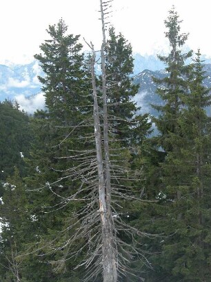 Abgestorbener Baum am Rauschnberg bei Ruhpolding, Chiemgauer Alpen, Bayern