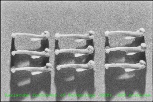 Nahaufnahme von Rattenknochen im Institut für Genetik und Toxikologie von Spaltstoffen (IGT)