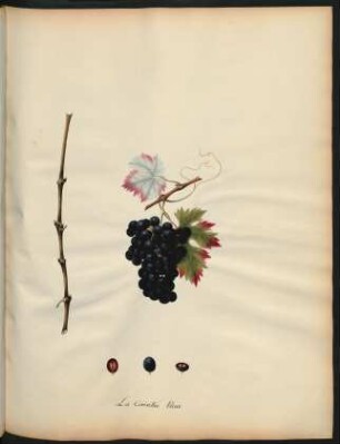 21. La Corinthe bleue