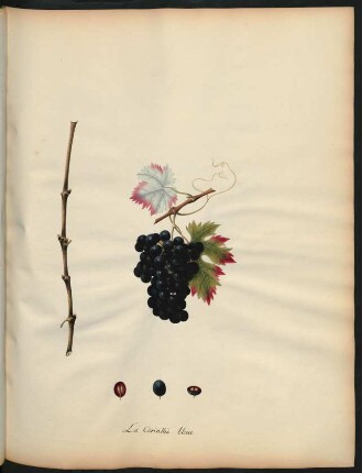 21. La Corinthe bleue