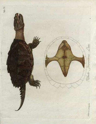 Tab. VI. Testudo serpentina Linn.