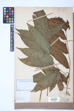 Aspidium martinicense Spreng.