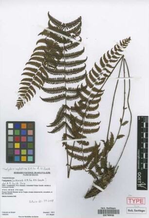Thelypteris nephelium A.R.Sm. & M. Kessler [isotype]