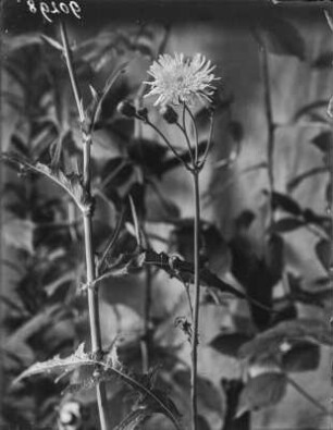 Gänsedistel : Gänsedistel (Sonchus Linnaeus), auch als Milchdistel oder Saudistel bezeichnet.