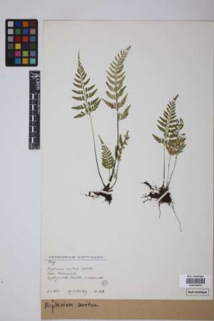 Asplenium auritum Sw.