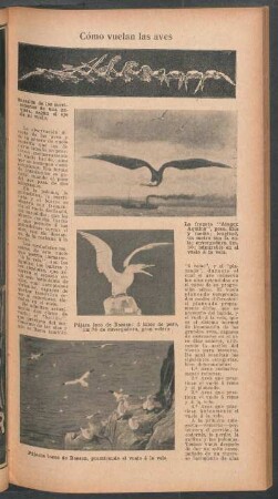 Cómo vuelan las aves