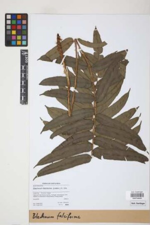 Blechnum falciforme (Liebm.) C. Chr.