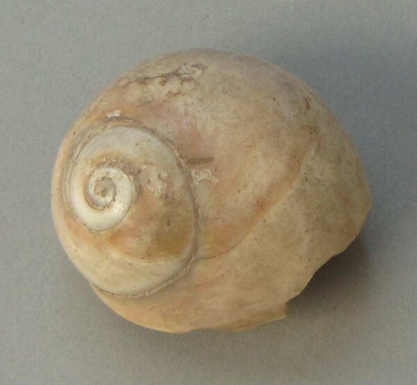 Snail shell