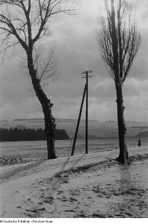 Eine verschneite Straße, von Bäumen und Strommasten gesäumt