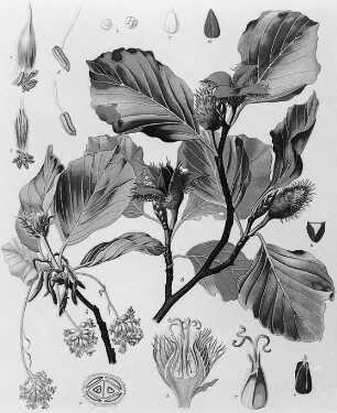 Rotbuche (Fagus sylvatica), farbig : Geographie | Wirtschaftsgeographie | Gerb-, Flecht- und Papierstoffe liefernde Pflanzen | Holzliefernde Pflanzen; Futterpflanzen