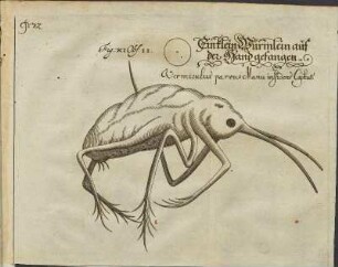 Illustration 12: Fig. XI. Obs. II.