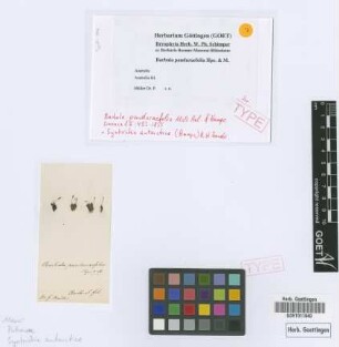 Barbula panduraefolia Müll.Hal. & Hampe [isotype]