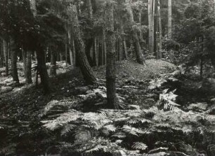 Bronzezeitliche Hügelgräber (mittlere bis jüngere Bronzezeit, Lausitzer Kultur) im Forst Nimbschen ("Klosterholz") im Kreis Grimma