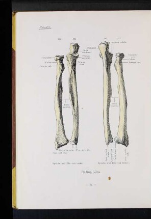 Radius, Ulna.