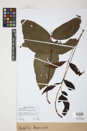 Bolbitis hemiotis Ching