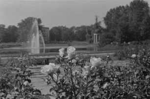 Rosen im Agra-Park