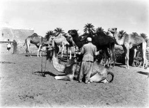 Reitkamele : Ein Reitkamel wird gesattelt, dahinter weitere Tiere.
