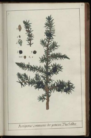 9. Juniperus communis, der gemeine Wacholder