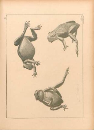 DJ [Grenouille, en fer, ...]