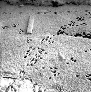 Tierspuren im Schnee: Winter